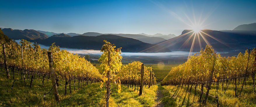 Colline con campi di uliveti