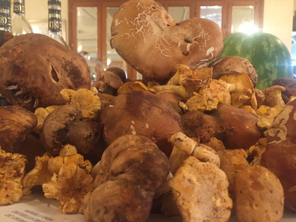 funghi porcini