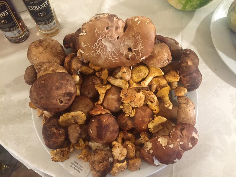 piatto di funghi misti