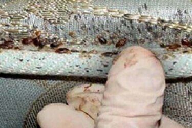 Bed Bugs Mattress Small - Pest Control in Johnstown, PA Bed Bugs Mattress Small - Pest Control in Johnstown, PA