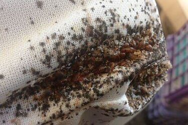 Bed Bugs Mattress - Pest Control in Johnstown, PA Bed Bugs Mattress - Pest Control in Johnstown, PA