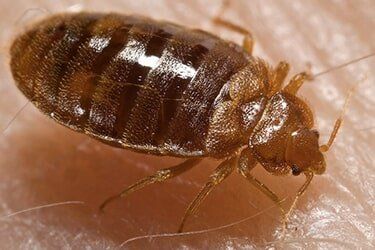 Bed Bug on skin - Pest Control in Johnstown, PA Bed Bug on skin - Pest Control in Johnstown, PA