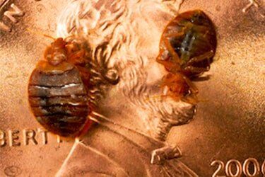 Bed Bugs on Coin — Pest Control in Johnstown, PA Bed Bugs on Coin — Pest Control in Johnstown, PA