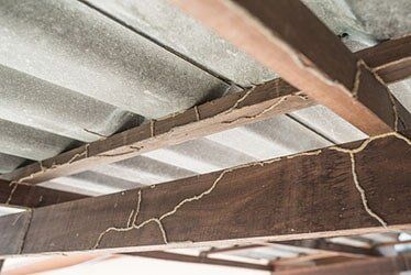 Termite Workers — termite control in Johnstown, PA Termite Workers — termite control in Johnstown, PA