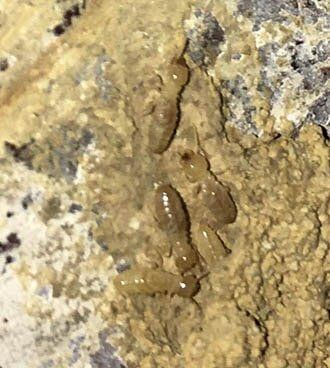 termites — termites in Johnstown, PA termites — termites in Johnstown, PA