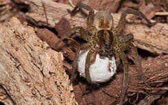 Spiders — Pest Control in Johnstown, PA