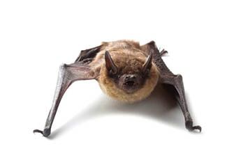 Bats - Pest Control in Johnstown, PA Bats - Pest Control in Johnstown, PA