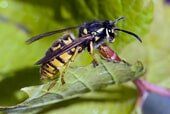Bee control - Insect Identification in Corpus Christi, TX Bee control - Insect Identification in Corpus Christi, TX