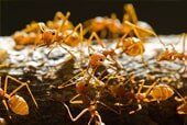 Ant control - Insect Identification in Corpus Christi, TX Ant control - Insect Identification in Corpus Christi, TX