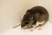 Rodent Control - Insect Identification in Corpus Christi, TX Rodent Control - Insect Identification in Corpus Christi, TX
