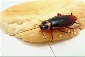 Cockroach Control - Insect Identification in Corpus Christi, TX Cockroach Control - Insect Identification in Corpus Christi, TX