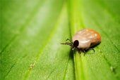 Insect Identification - Insect Identification in Corpus Christi, TX Insect Identification - Insect Identification in Corpus Christi, TX