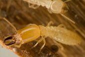 Subterranean Termites - Insect Identification in Corpus Christi, TX Subterranean Termites - Insect Identification in Corpus Christi, TX