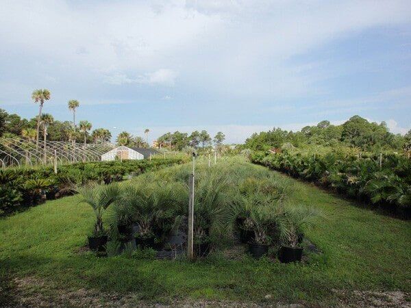 Pindos —Lisenby Palms Inc. in Panama City Beach, FL