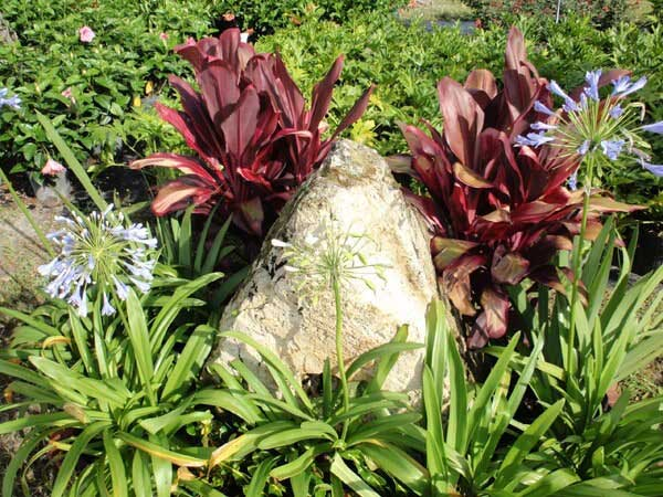 Red plants — Lisenby Palms Inc. in Panama City Beach, FL