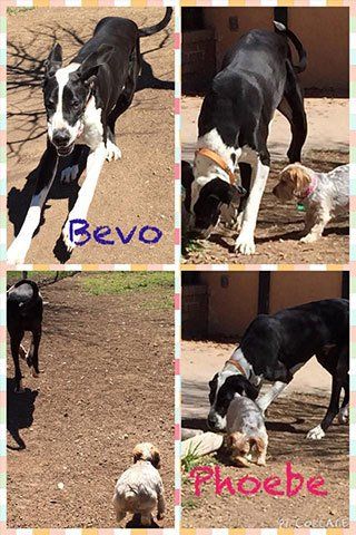 Pet Day Care San Angelo, TX