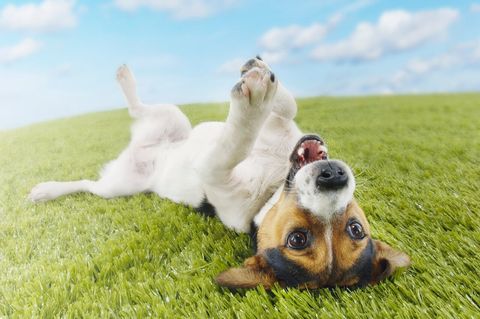 Pet Grooming San Angelo, TX