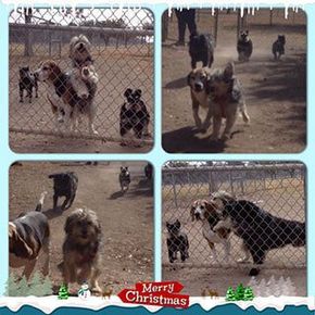 Pet Kennels San Angelo, TX
