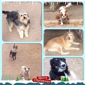 Pet Obedience Training San Angelo, TX