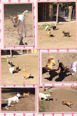 Pet Obedience Training San Angelo, TX
