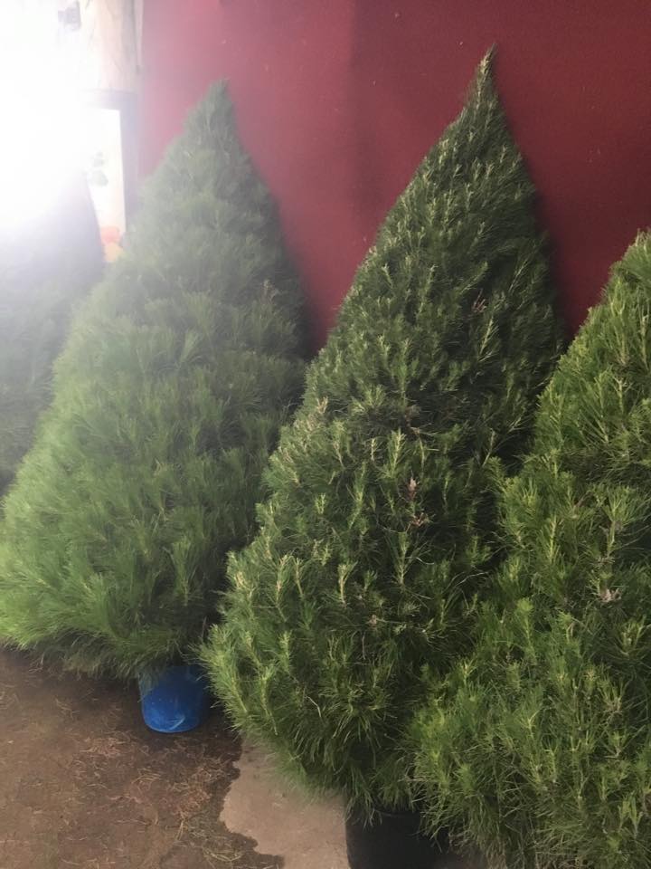 Christmas 4