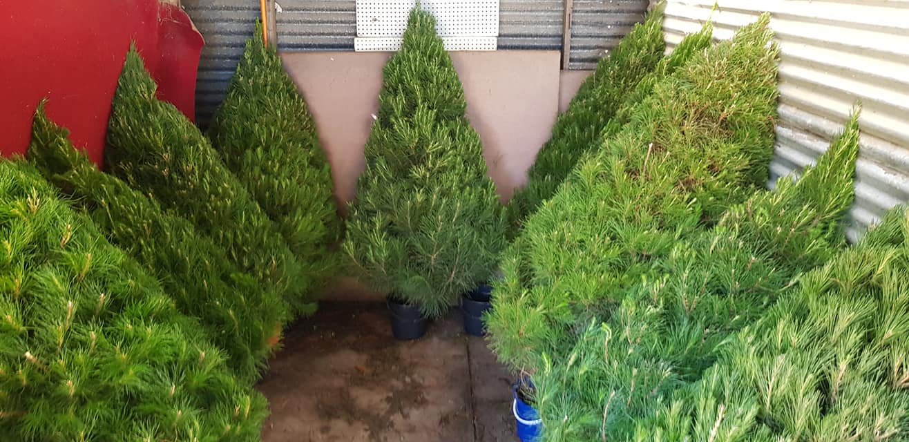Christmas 3