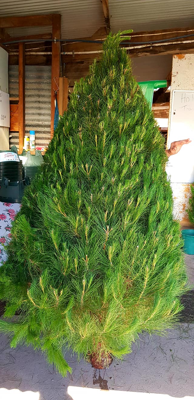 Christmas 5