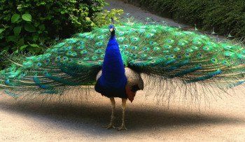 Peacock