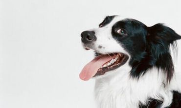 Happy dog - Dog grooming in Chicago, IL