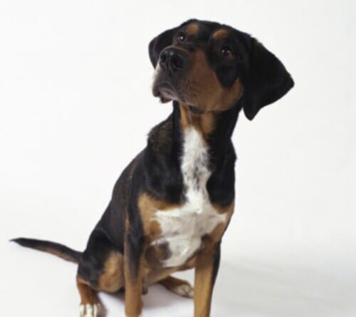Good dog - Pet day spa in Chicago, IL