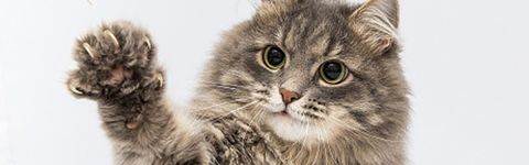 Cat - Cat grooming in Chicago, IL