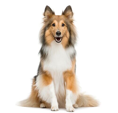 Collie - Pet day spa in Chicago, IL