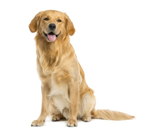 Golden retriever - Dog grooming in Chicago, IL