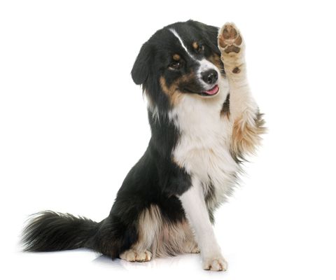 Sheepdog - Dog grooming in Chicago, IL