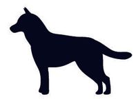 Medium dog - Medium dog grooming in Chicago, IL
