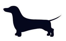 Small dog - Small dog grooming in Chicago, IL