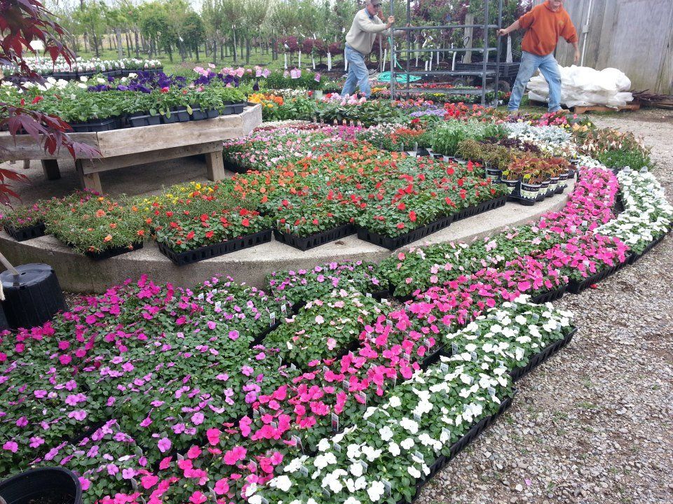 bedding plants