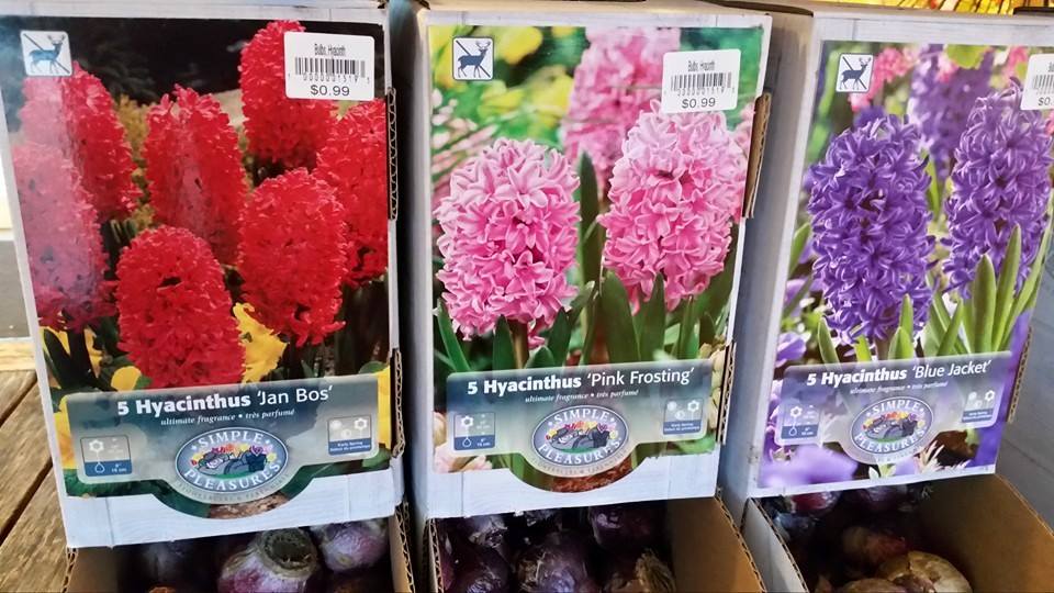 fall bulbs