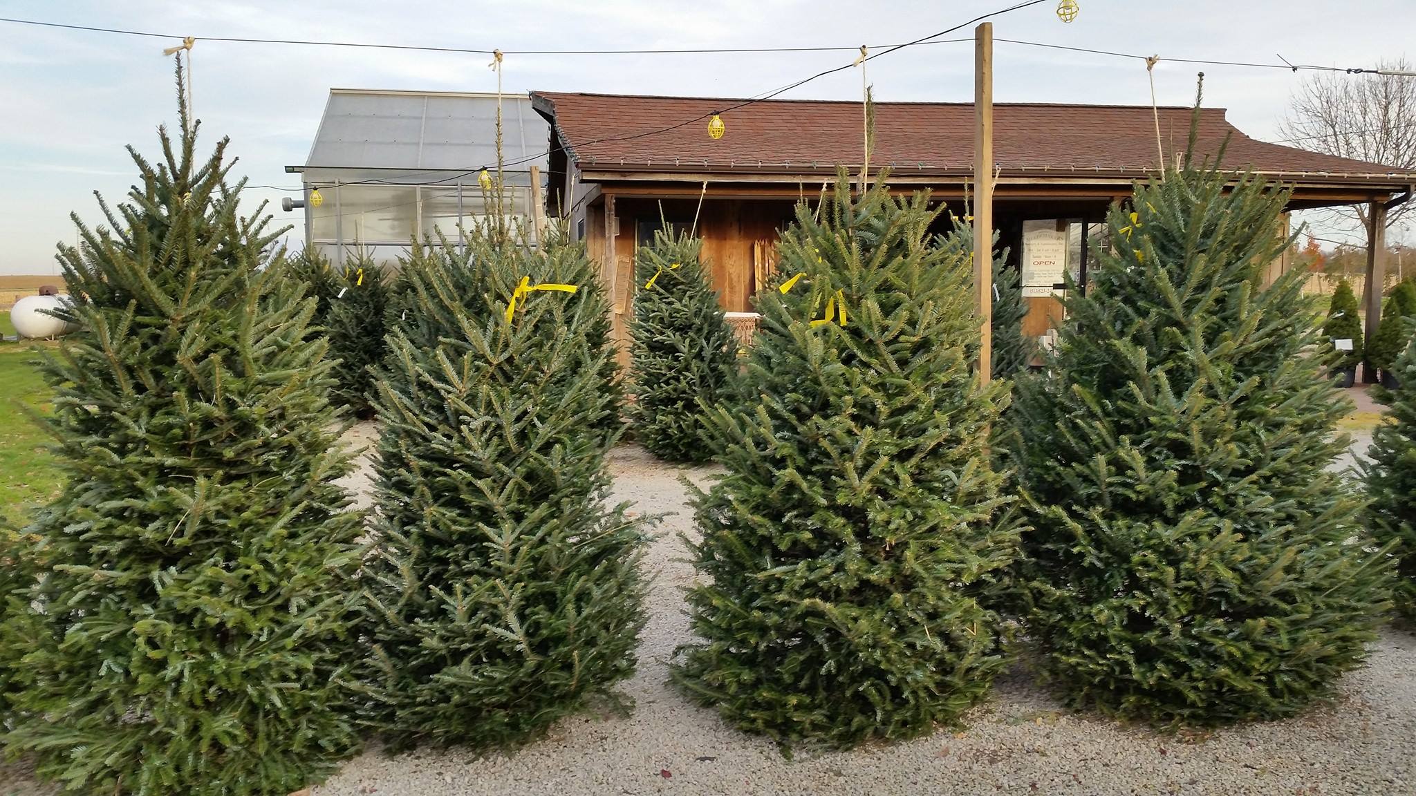 christmas trees