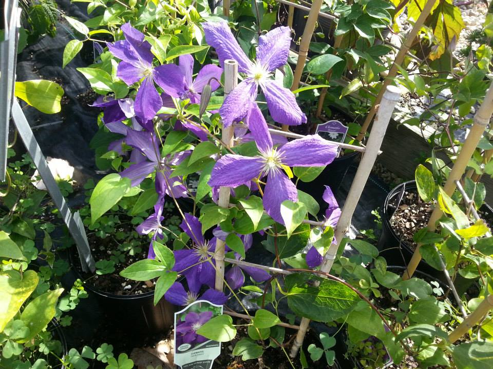 clematis