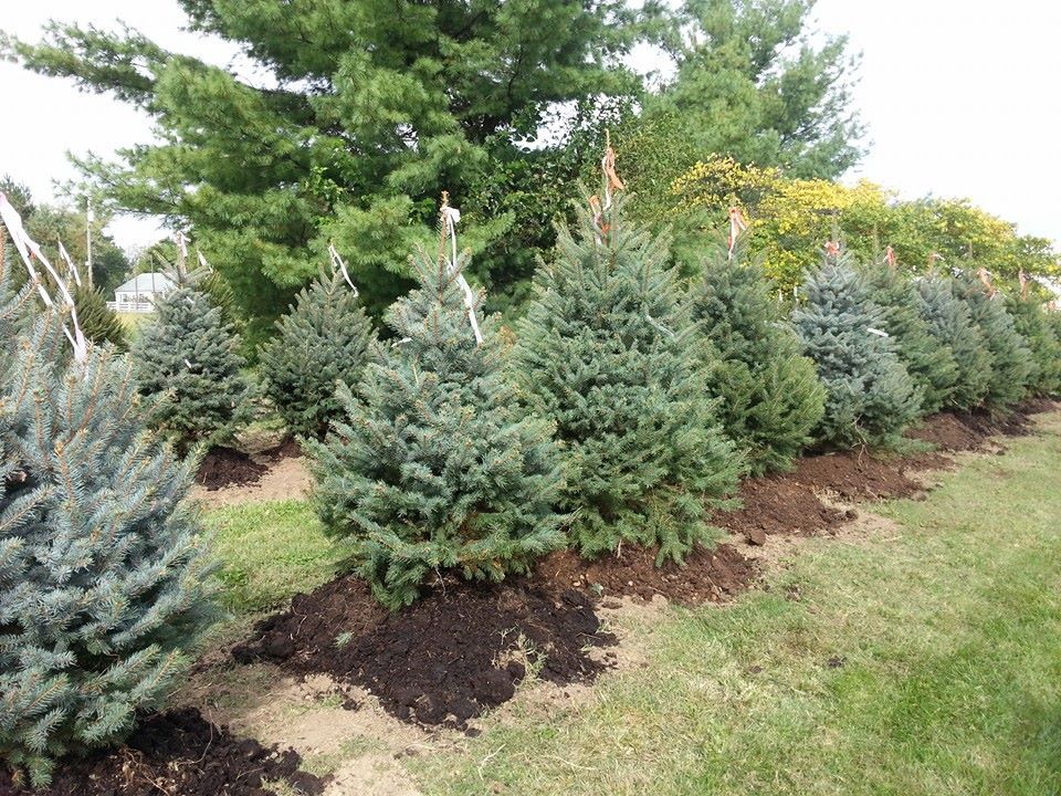 evergreen trees