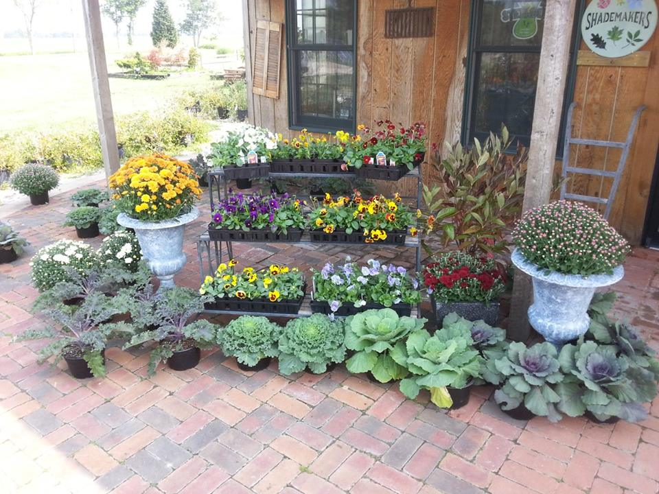 ornamental kale and cabbage