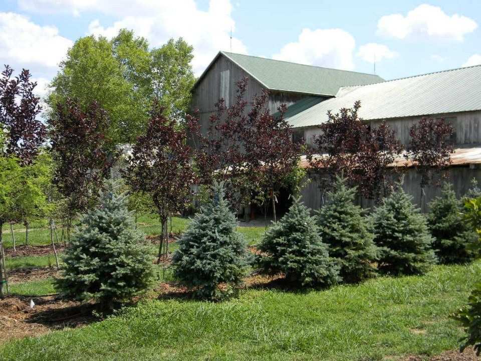 evergreens