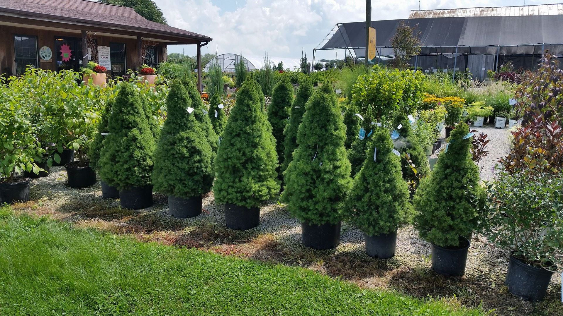 ornamental shrubs