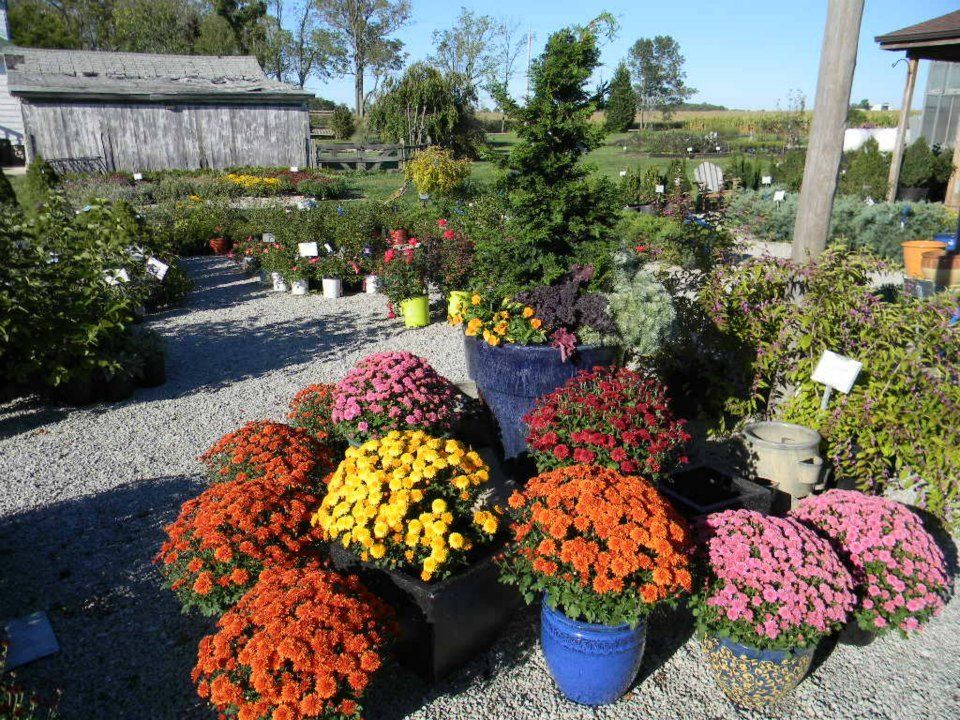 fall plants