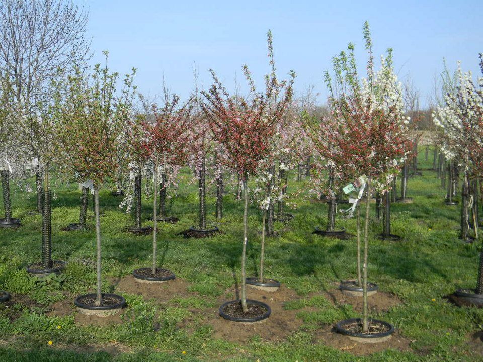flowering trees