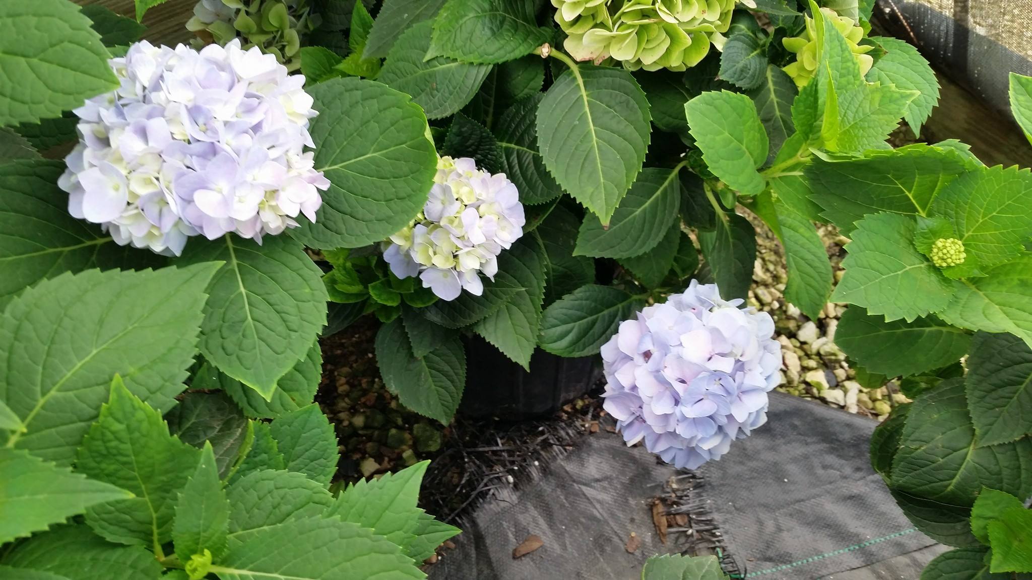 hydrangea on our farm