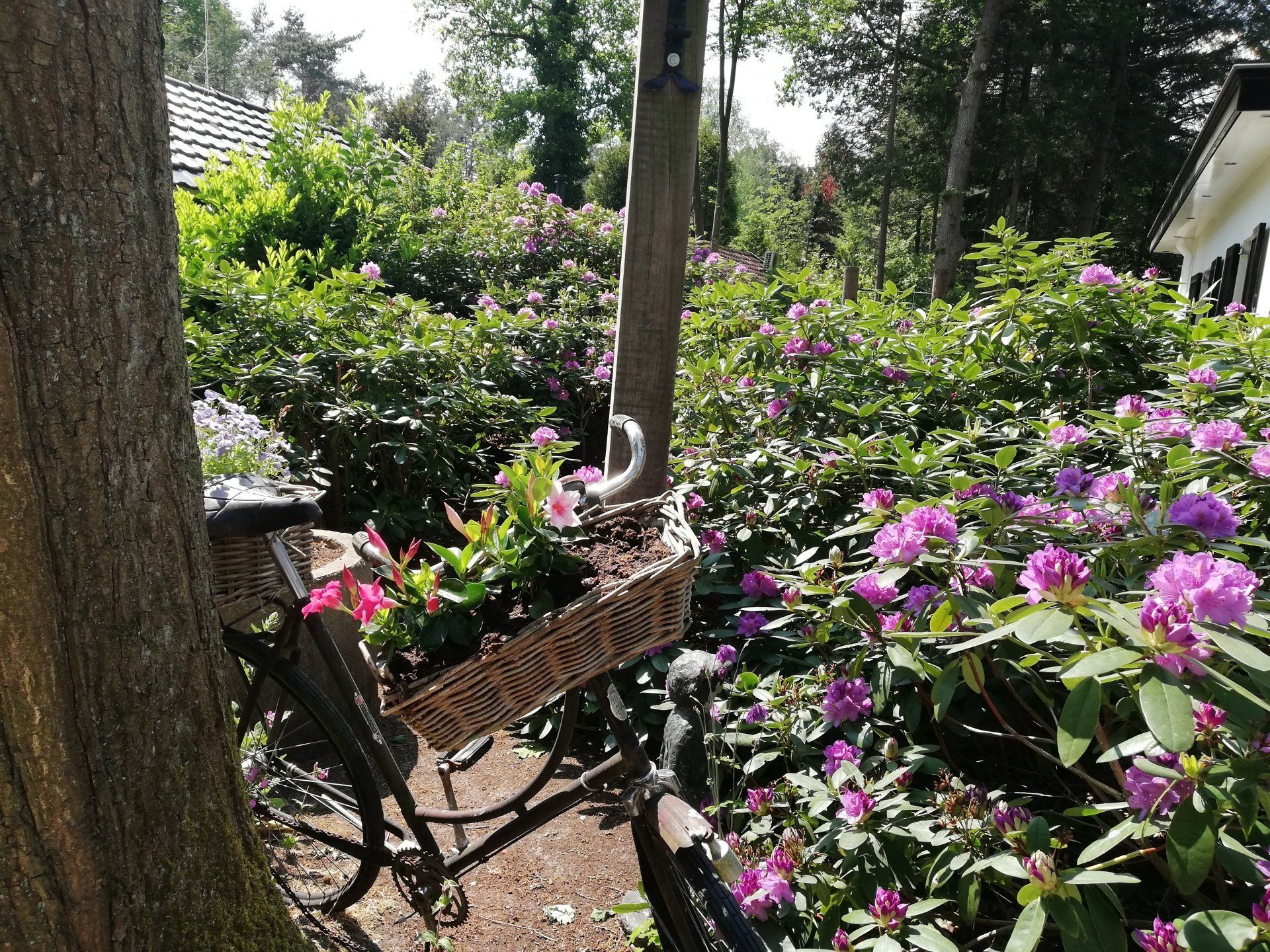 Een fiets met een mand vol bloemen in een tuin met bloeiende roze rododendrons en een wit huis.