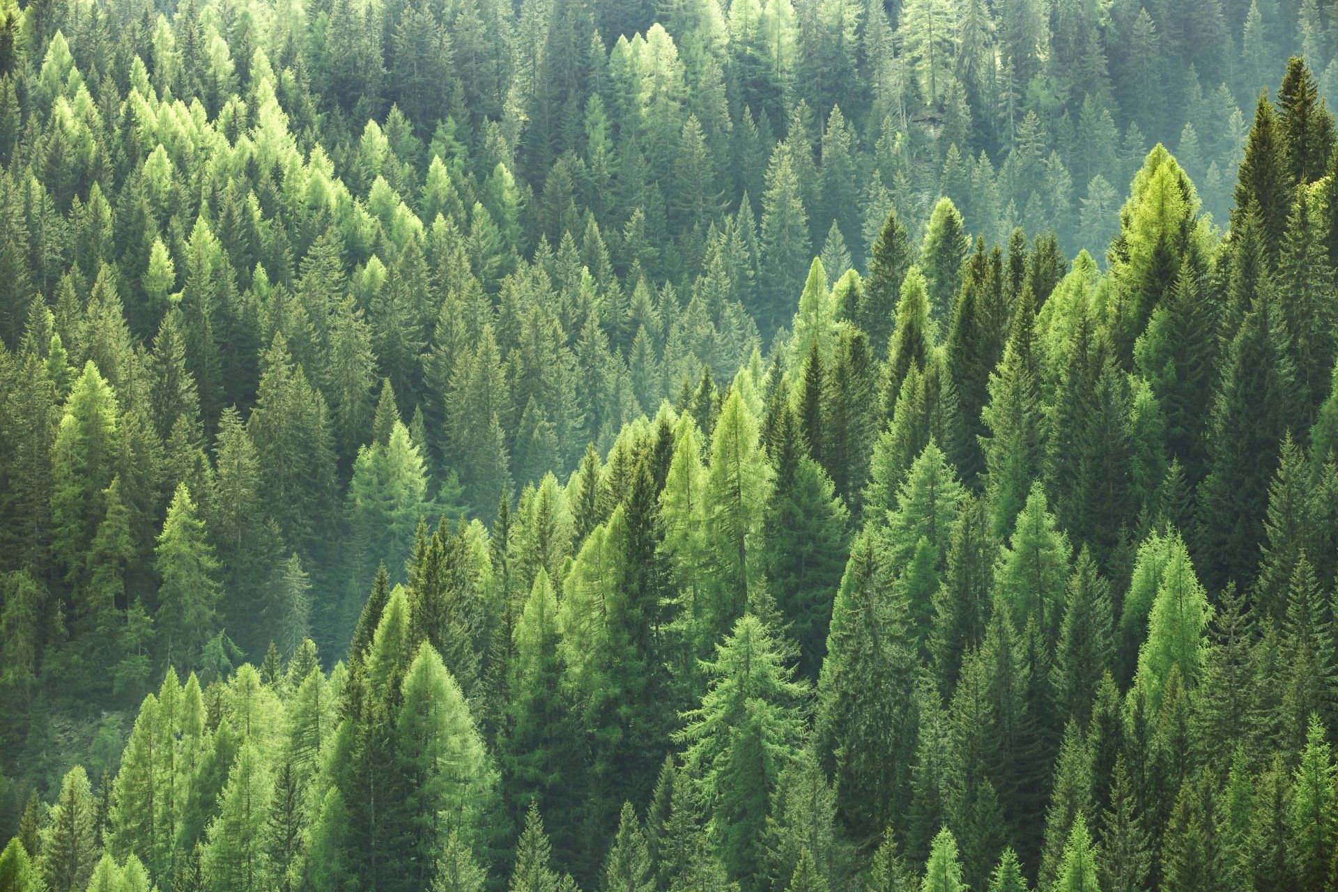 Stock picture of a misty evergreen forest in a valley