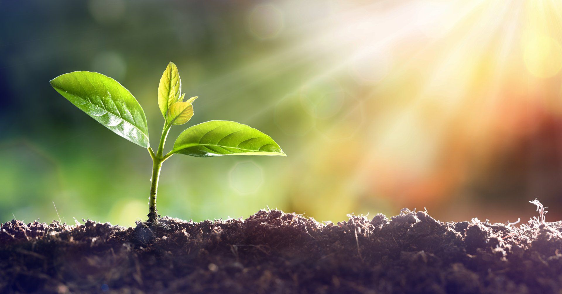 Stock picture of a new growth sapling growing out of dirt towards the light